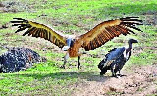 Two Vultures of Forty Forty Vats! | दोन जातींची तब्बल चाळीस गिधाडे!