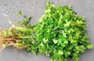 Coriander cilantro 51 rupee pair | मंचरला कोथिंबीर 51 रुपये जुडी