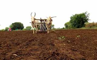 Economy of the danger of agriculture? | शेतीचे अर्थकारण धोक्यात?