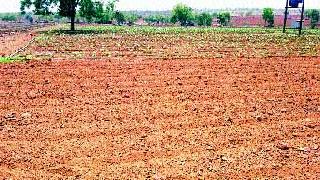 Drip dangle in the drip | ठिबकवरील कपाशी धोक्यात