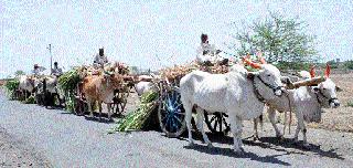 Grassy serious ..! | चाराटंचाईही गंभीर..!