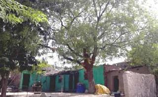 'He' raised the tree planted | ‘त्यांनी’ जोपासले वृक्ष संगोपन