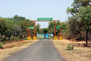 Jungle safari will continue in rainy season! | जंगल सफारी पावसाळ्यातही सुरूच राहणार!