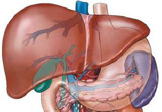 Unique 'Liverpool' connected to the mother | आईशी जोडला अनोखा ‘लिव्हर’पूल Unique 'Liverpool' connected to the mother | आईशी जोडला अनोखा ‘लिव्हर’पूल