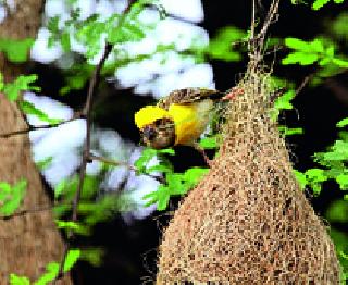 Monsoon lengthening the chase of the birds! | मान्सून रेंगाळल्याने पक्ष्यांचा पाळणा लांबला!