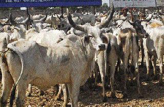 Farmers in crisis due to green fodder prices | हिरवा चारा महागल्याने शेतकरी संकटात