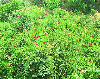 The farmer, who grew up in an acre | एक एकरात सधन झाला शेतकरी