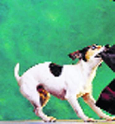 Puppies became a 'calf'! | कुत्र्यांची टोळी बनली ‘वासरांचा’ कर्दनकाळ !