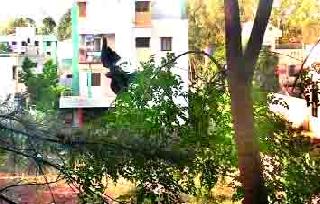 Kavalya Prana, read quickly, | चिमुकल्याच्या तत्परतेने वाचले कावळ्याचे प्राण Kavalya Prana, read quickly, | चिमुकल्याच्या तत्परतेने वाचले कावळ्याचे प्राण