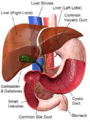 Unique 'Liverpool' connected to the mother | आईशी जोडला अनोखा ‘लिव्हर’पूल