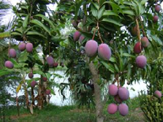 Floral Organic Mango Garden | बिनखर्चात फुलली सेंद्रिय आंब्याची बाग