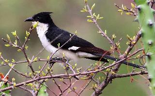 With rains, I could not see anything | पावसासोबत चातकही दिसेनासा