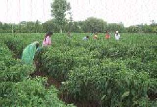 Prolapse of coconut disease on chilli crop | पारध परिसरात मिरची पिकावर कोकडा रोगाचा प्रादुर्भाव