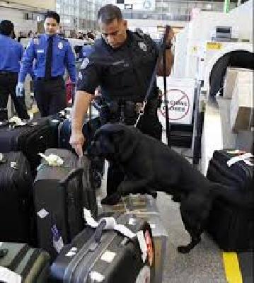 Foreign airports; US orders to increase security | विदेशी विमानतळे; सुरक्षा वाढविण्याचे अमेरिकेचे आदेश