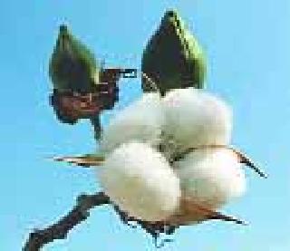 4 thousand acres of white gold is worn, farmers worry | ४ हजार एकर पांढरे सोने कोमेजले, शेतकऱ्यांत चिंता