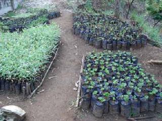 Prepare different seedlings for six grams | सहा लाखावर विविध रोपे तयार