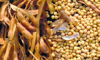 Due to monsoon delay the seed market jam | मान्सून लांबल्यामुळे बियाणे बाजार ठप्प