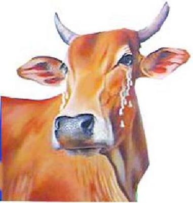 The hunger of 16 lakh animals on nature | १६ लाख जनावरांची भूक निसर्गावर The hunger of 16 lakh animals on nature | १६ लाख जनावरांची भूक निसर्गावर