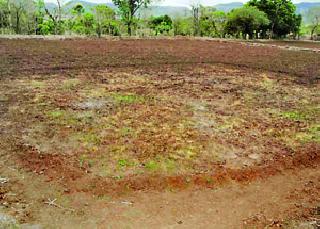 Bharrapang karapali! | भातरोपं करपली!