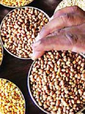 Soybean seeds are tested by farmers | सोयाबीनच्या बियाणाची शेतकऱ्यांकडून चाचणी