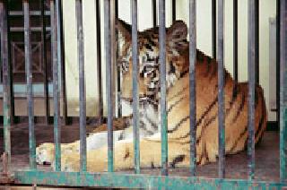 When will the 'tiger' of the tigers end? | ‘त्या’ वाघांचा वनवास कधी संपणार?