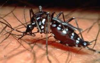 Dengue 23, and 4 cases of malaria | डेंगीचे 23, तर मलेरियाचे 4 रुग्ण Dengue 23, and 4 cases of malaria | डेंगीचे 23, तर मलेरियाचे 4 रुग्ण