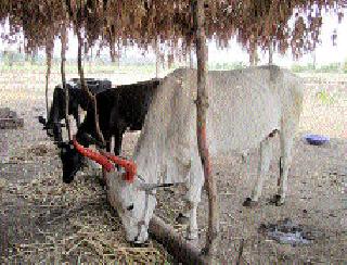 9 2 thousand 427 fodder issue! | ९२ हजार ४२७ पशुधनाच्या चाऱ्याचा प्रश्न !