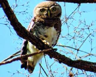 Forget about rowing | रानपिंगळ्याचा विसर