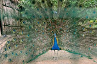 Manor's pissar full ... | मनमोराचा कसा पिसारा फुलला...: