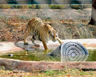 Nerves at risk of animals! | प्राण्यांना नाल्याचा धोका!