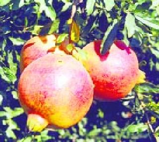 Pumpkin spoiled | डाळींबबागा उद्ध्वस्त Pumpkin spoiled | डाळींबबागा उद्ध्वस्त