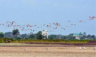 Ban fishing on the dam | धरणावर मासेमारीला बंदी घालावी