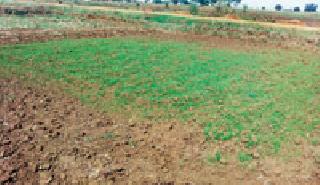 Doubts will help in sowing! | दुबार पेरणीसाठी मदत करणार !