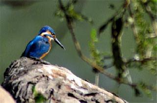 Migratory birds on the dam | स्थलांतरीत पक्षी धरणावर