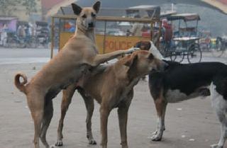 Wandering dogs attacked the young woman | भटक्या कुत्र्यांचा युवतीवर हल्ला