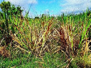 Farmers worry about not being rain | पाऊस न पडल्याने शेतकरी चिंताग्रस्त