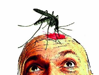 Dengue havoc | डेंग्यूचा कहर