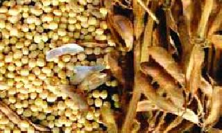 Soybean! | सोयाबीनवरच भिस्त !