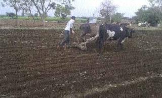 Finally, on the hopes of rain, Hatha on the Chad | अखेर पावसाच्या आशेवरच धरली चाड्यावर मूठ