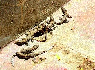 The arrival of six piglets in the zoos | प्राणिसंग्रहालयात मगरीच्या सहा पिलांचे आगमन