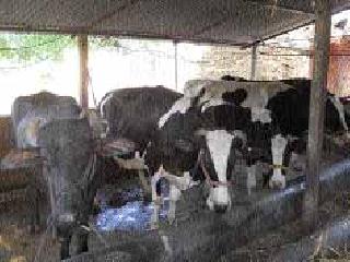 185 proposals of Animal Shelters are finally approved | जनावरांच्या गोठ्यांचे १८५ प्रस्ताव अखेर मंजूर 185 proposals of Animal Shelters are finally approved | जनावरांच्या गोठ्यांचे १८५ प्रस्ताव अखेर मंजूर