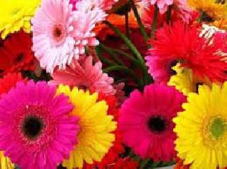 New opportunity to smell seals! | नव्या संधीतून मोहरला जरबेलाचा गंध!