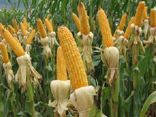 Only then will the maize be eaten? | ..तर फक्त मकाच पेरावा लागेल?