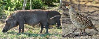 The most common sale of wild animals | वन्यप्राण्यांच्या मांसाची सर्रास विक्री The most common sale of wild animals | वन्यप्राण्यांच्या मांसाची सर्रास विक्री