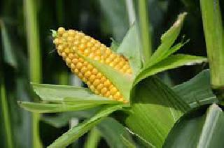 In Bihar, government's decision to start maize maize | बिहारमध्ये मक्याची सरकारी खरेदी सुरू In Bihar, government's decision to start maize maize | बिहारमध्ये मक्याची सरकारी खरेदी सुरू