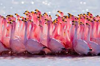 Bailout in Flamingo hunting case | फ्लेमिंगो शिकार प्रकरणी दोघांना जामीन