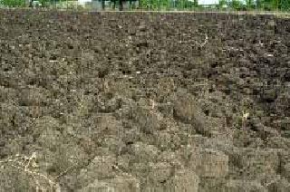 Still awaited strong rains | दमदार पावसाची अद्यापही प्रतीक्षा