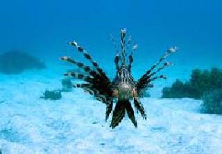 The question of sea biodiversity on the anvil | समुद्र जैवविविधतेचा प्रश्न ऐरणीवर