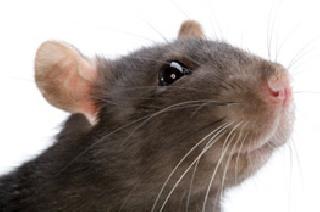 Intrusion with the railway station | रेल्वेस्थानक पोखरताहेत घुशी Intrusion with the railway station | रेल्वेस्थानक पोखरताहेत घुशी