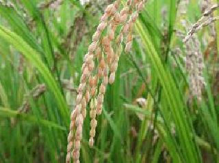 Demand for rice decreases | तांदळाची मागणी घटतेय